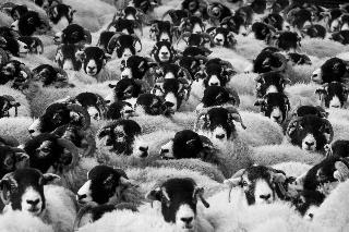 Sheeps/Australia has too many sheeps/Australia has total 63.7 million sheeps