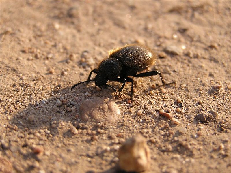 EL CAJON DE LOS CONOCIMIENTOS: PINACATE