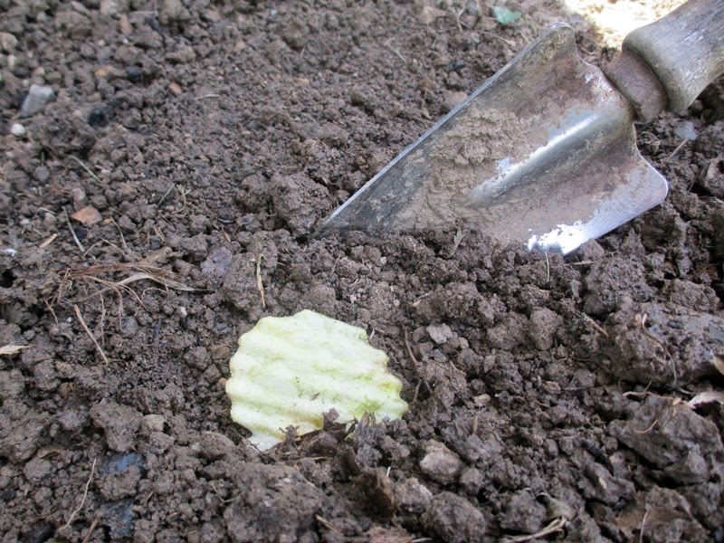 Fire Roasted Sweet Corn Chip Being Planted in Garden