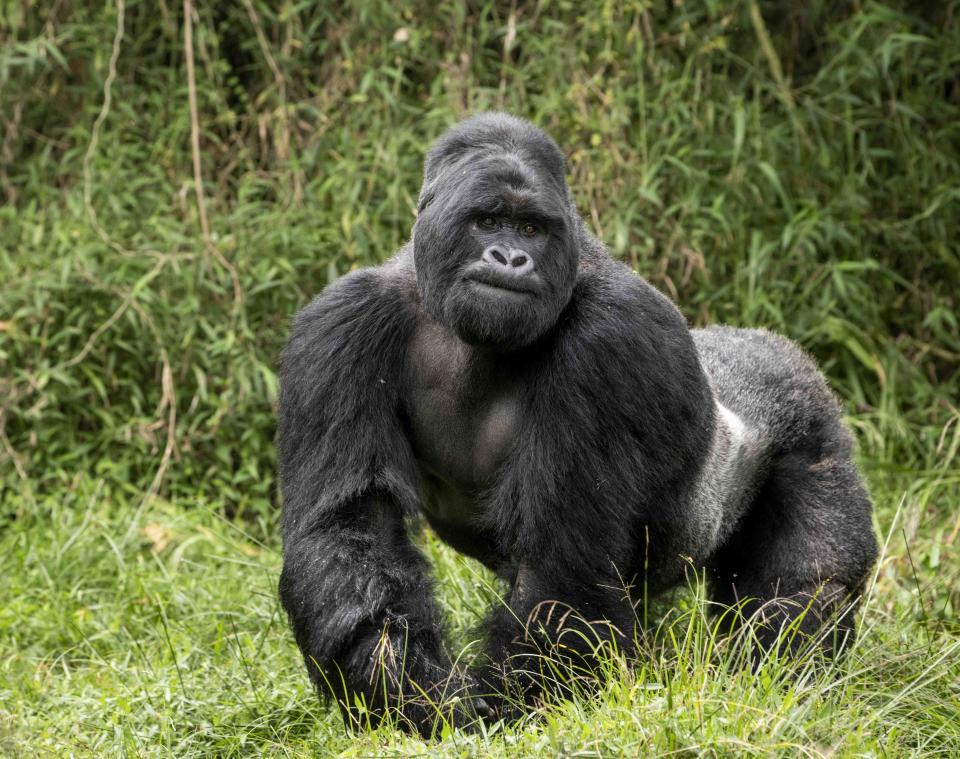 How many mountain gorillas are left? habitat, diet, weight & population