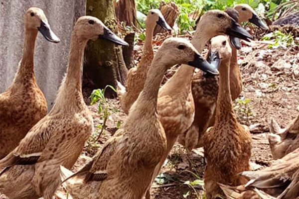 13 Tafsir Mimpi Tentang Bebek yang Perlu Kalian Ketahui