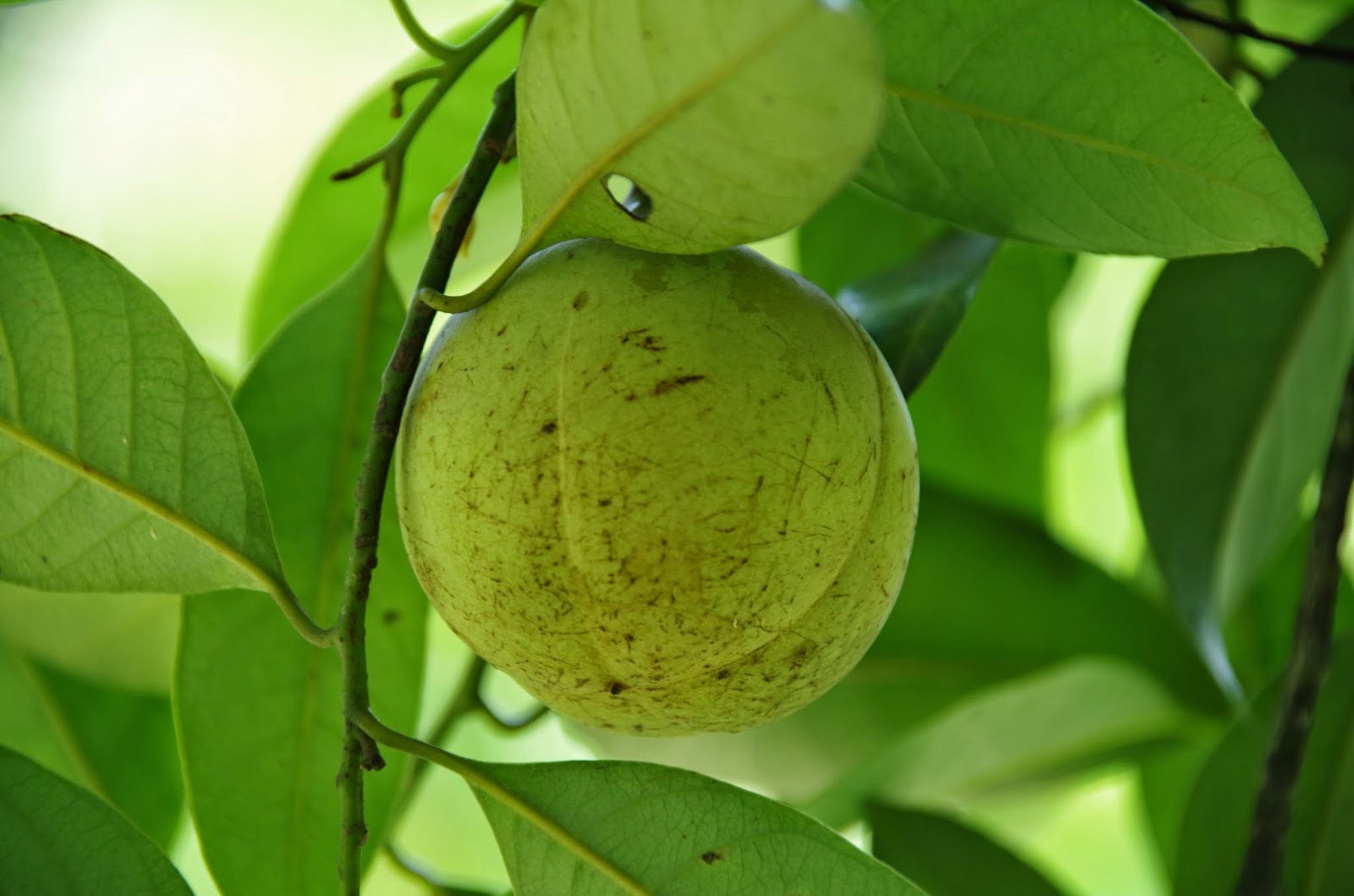 Trees and Plants Nutmeg