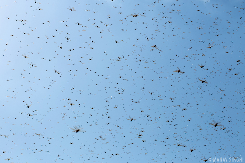 Locust (Tiddi) Attack in Jaipur, Rajasthan.