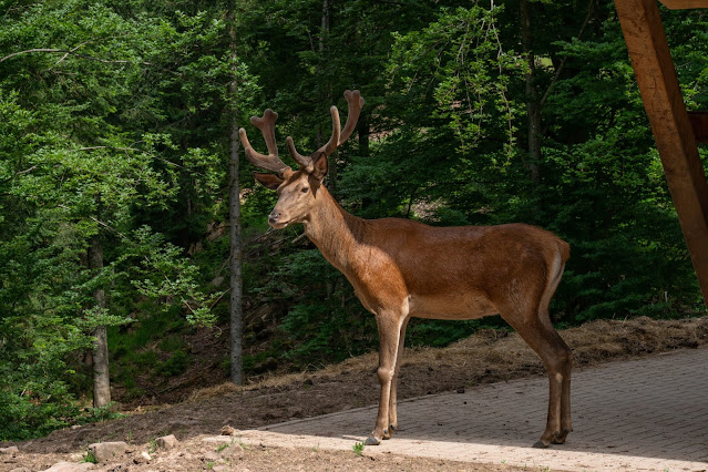 Premiumwanderweg Murgleiter | Etappe 4 von Schönmünzach nach Baiersbronn | Wandern nördlicher Schwarzwald 20