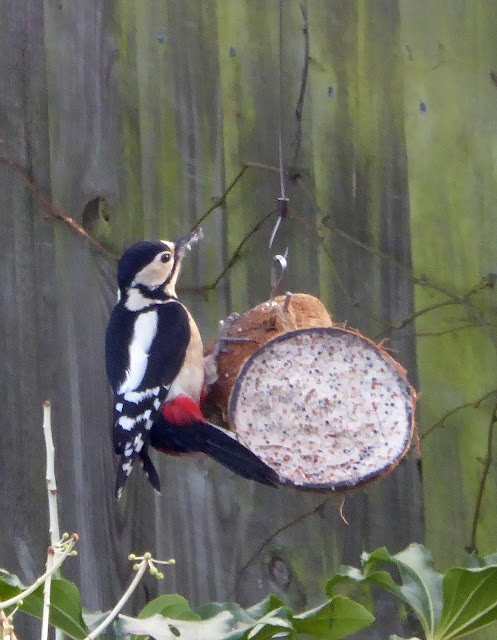 Wild and Wonderful: RSPB Big Garden Birdwatch 2016 - Results