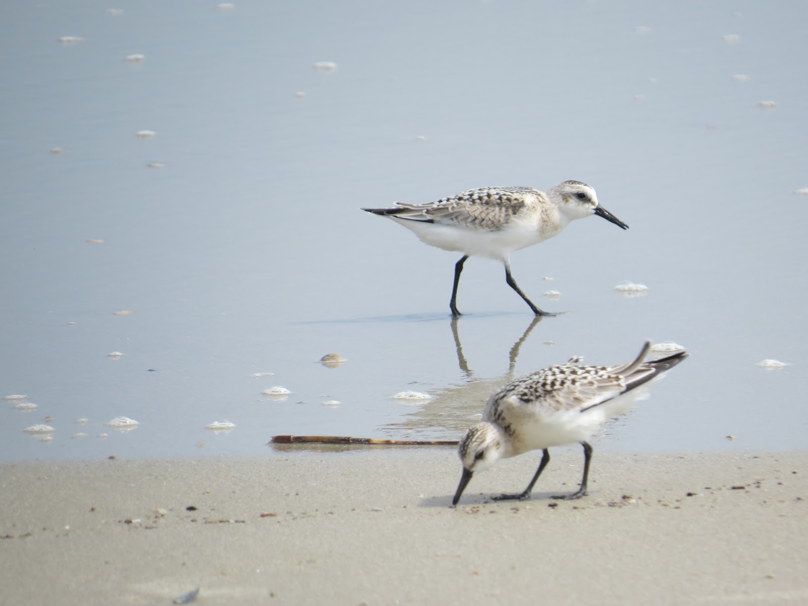 BirdsEyeViews Sanderlings on Sands of Edisto Beach