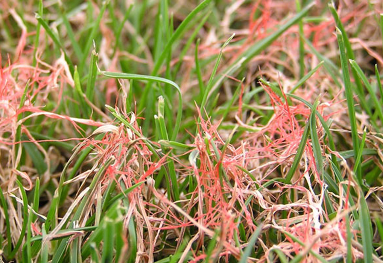 How to Control Red Thread Disease In Lawn Best Manual Lawn Aerator
