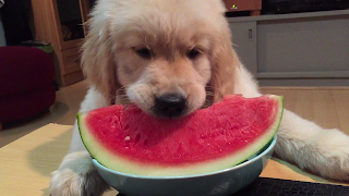 Watermelon to dog,my dog,watermelon for my dog