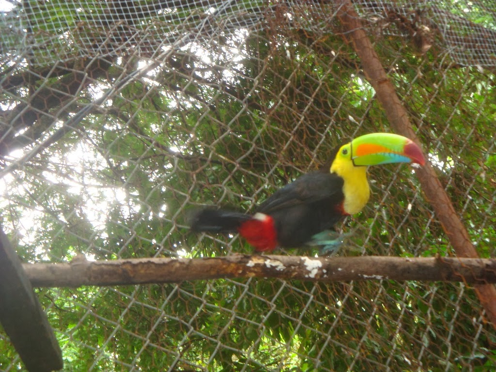 Keel-billed Toucan The Peace Project