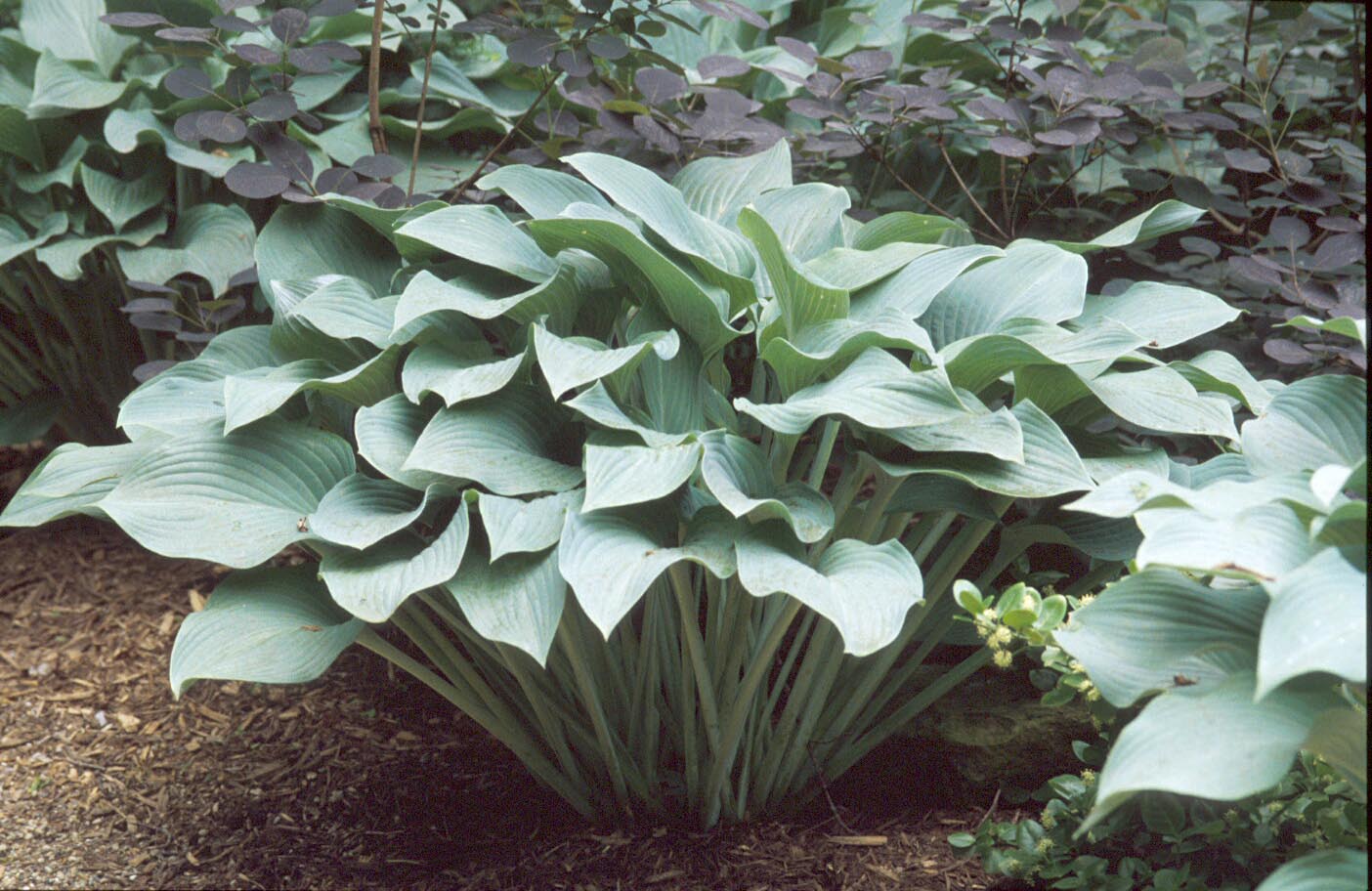 Lake Emily Garden formerly known as Earthworks, St. Peter, Minnesota