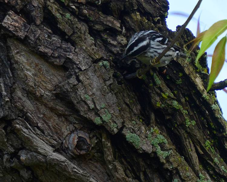 Black and White Warblers can frequently be seen walking down the trunk like a nuthatch.