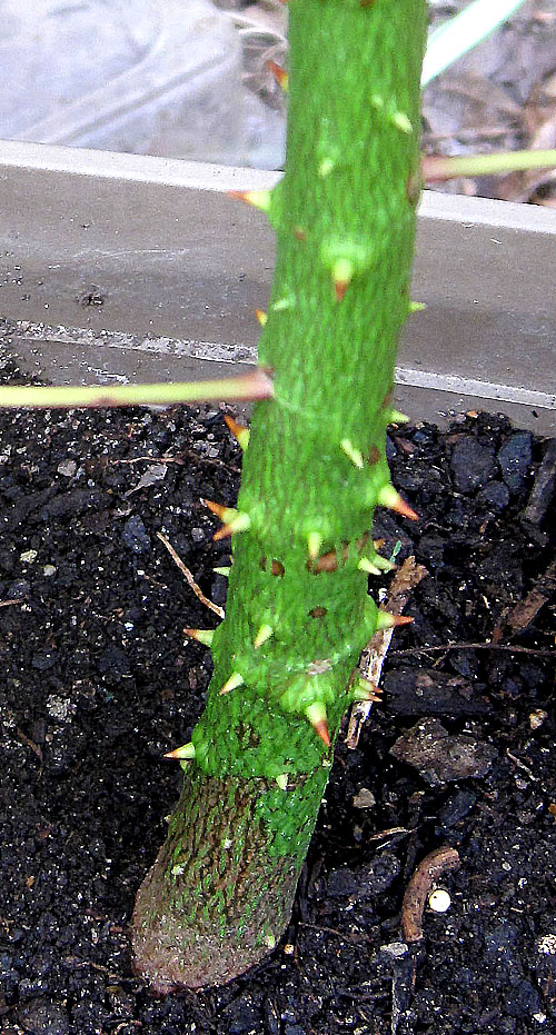 National Flossing Council Silk Floss Trees 6 months old