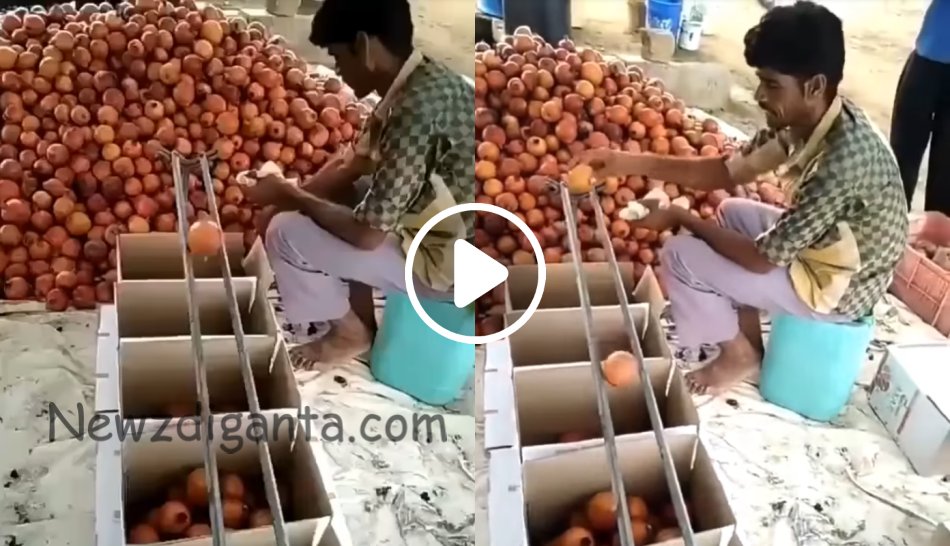 “மாதுளம் பழத்தை எப்படி SIZE வாரியாக பிரிக்கிறார்கள் என்று பாருங்க !! “மாதுளம் பழத்தை எப்படி SIZE வாரியாக பிரிக்கிறார்கள் என்று பாருங்க !!