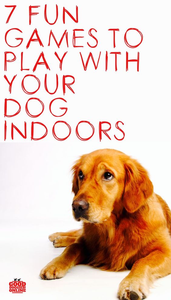 Lovely Dog Seven Fun Games to Play with Your Dog Indoors Good