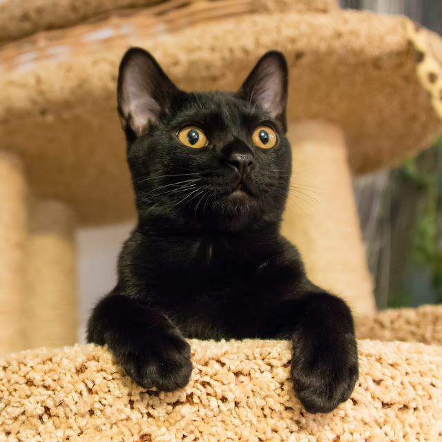 Cute Overload Top 10 Most Friendliest Cat Breeds