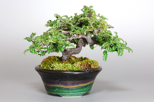 イソザンショウL（磯山椒盆栽）Osteomeles subrotunda bonsai