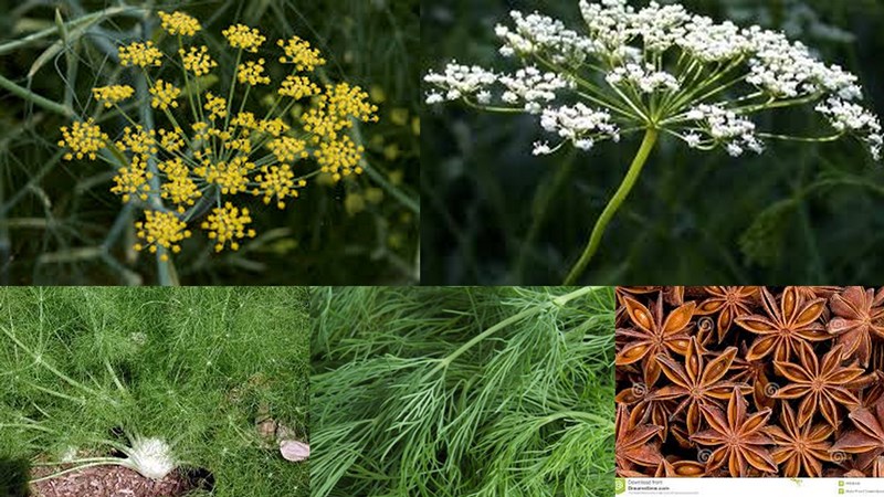sementes de portugal Funcho em dia de Epifania