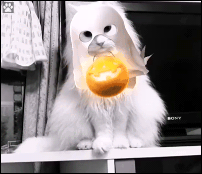 Art Cat GIF • Creepy and cute white ghost cat with its pumpkin lantern Art Cat GIF • Creepy and cute white ghost cat with its pumpkin lantern
