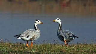 bar-headed geese