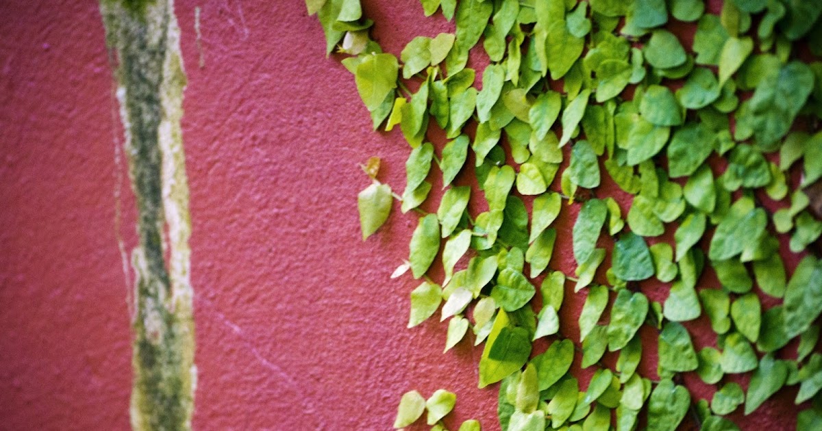 Leaves on Wall Wallpaper