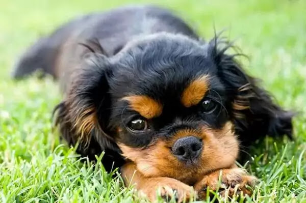 Cavalier King Charles Spaniel Cavalier King Charles Spaniel Black and Tan Colour