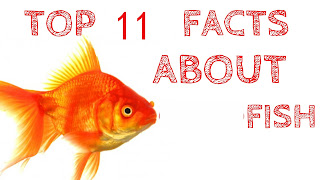 Some Mind Blowing Out Facts about fish