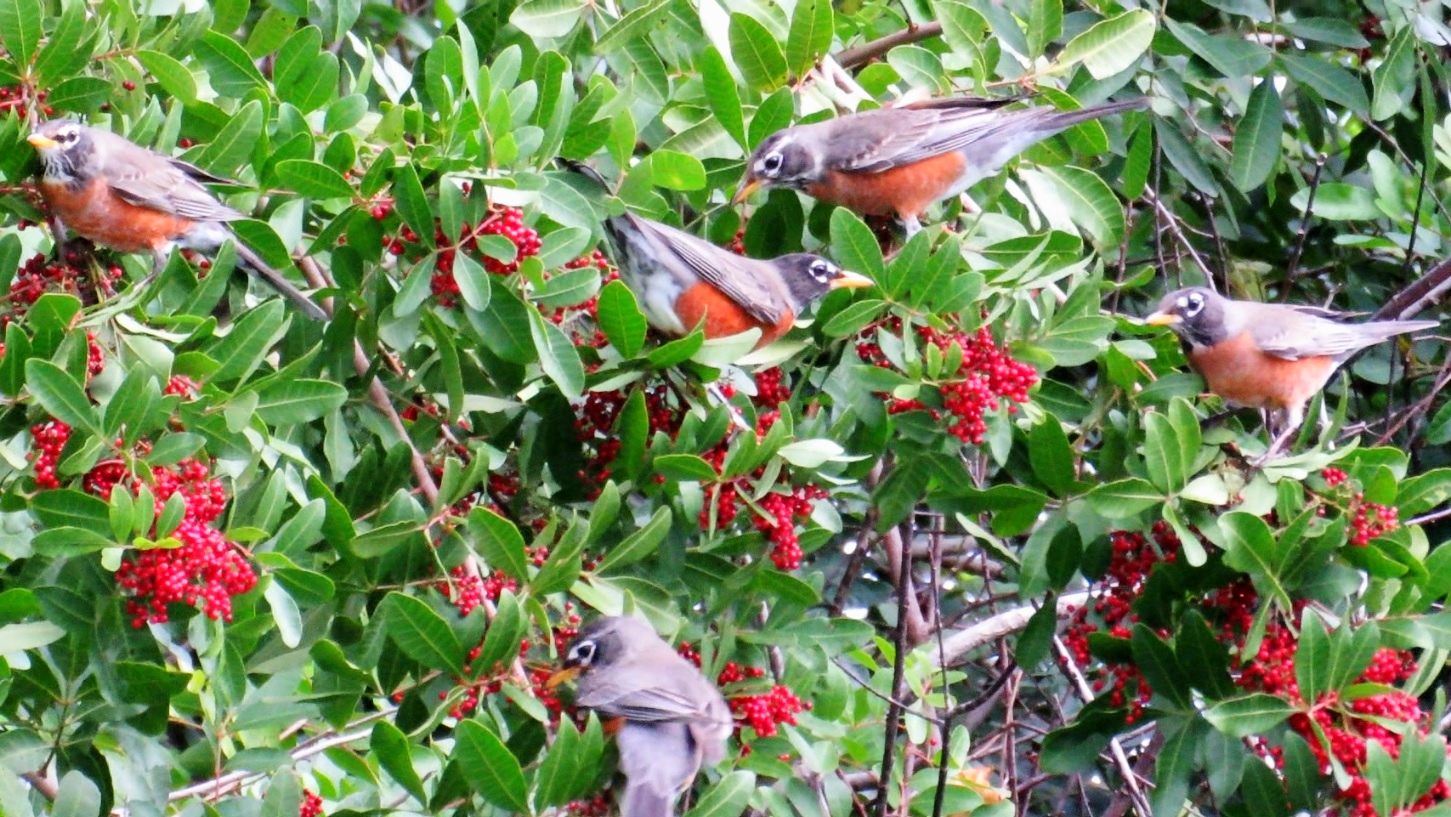 Backyard Birding....and Nature American Robins Winter Migration Real