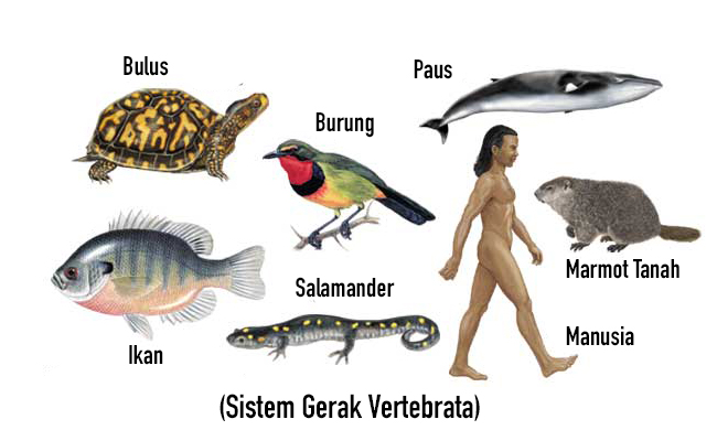 1000 Gambar Hewan Vertebrata Dan Alat Geraknya Infobaru