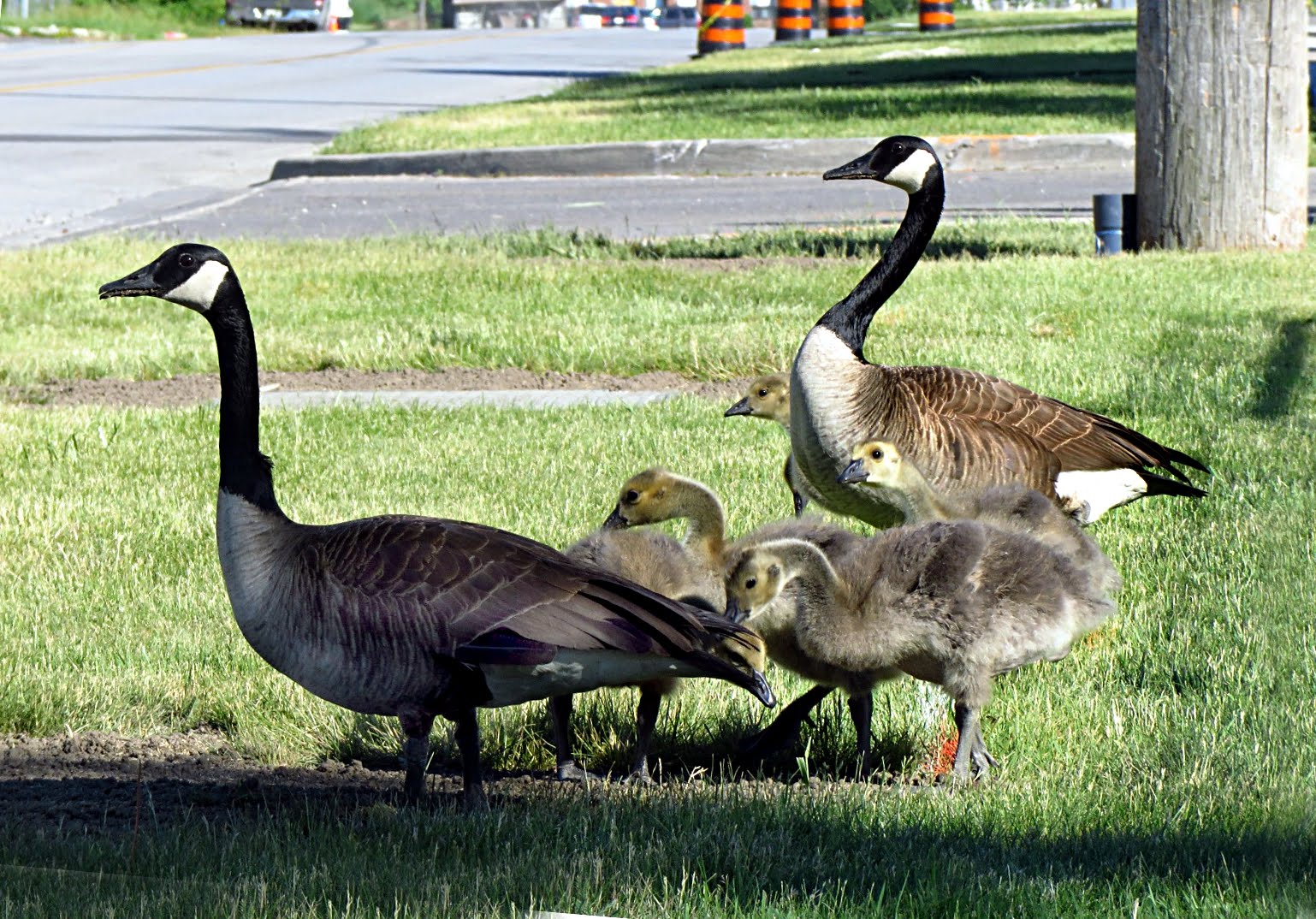 Photo For Challenge 62 - Proud Parents - July 24 - Sep 11, 2016