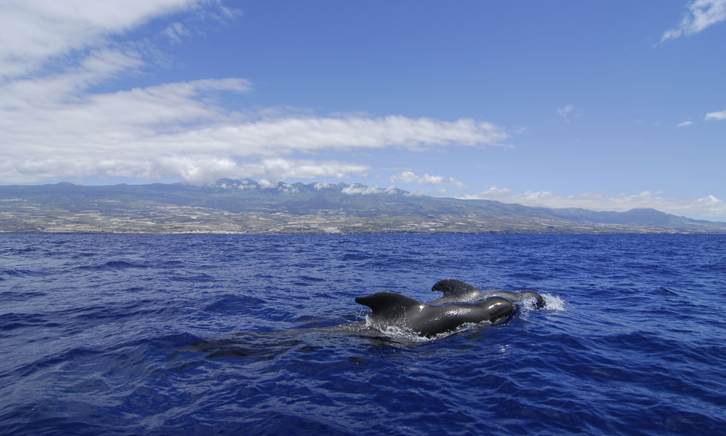 TENERIFE-LA GOMERA AWARDED AS FIRST WHALE HERITAGE SITE IN EUROPE