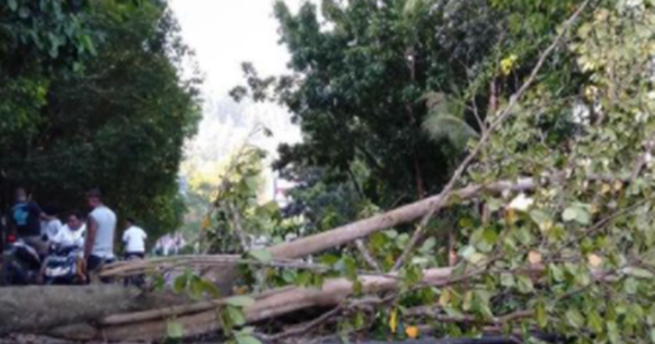 27 Angka Mimpi Tentang Pohon Versi Erek Erek 2d 3d 4d Akurat Erek Erek Akurat