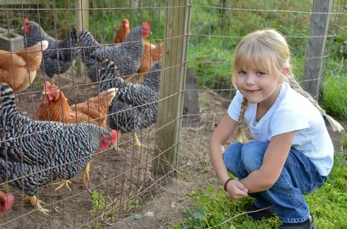 blond girl with braids sitting by fence watching chickens