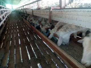 Kandang Kambing idqurban.com
