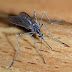 Genetically Modified Mosquitoes Cleared For Release In The US