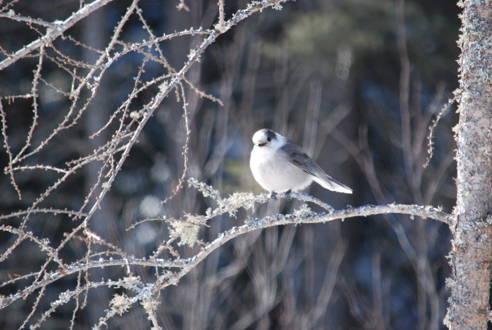 Minnesota Birdnerd: Winter Birds Part 2