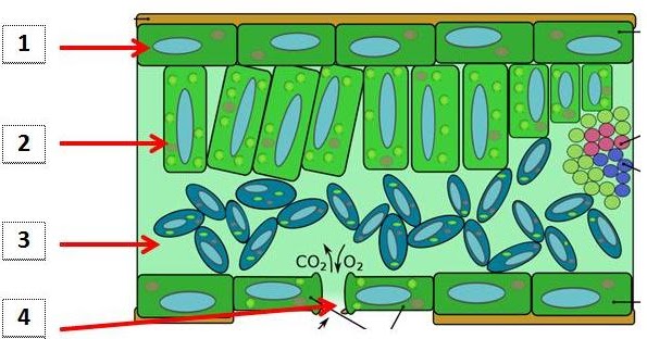 Rangkuman menyajikan laporan percobaan picture
