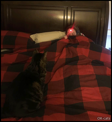Art Cat GIF • Red dot on BAE face. "Dude, this is going to end in disaster, and you have no one to blame but yourself." Art Cat GIF • Red dot on BAE face. "Dude, this is going to end in disaster, and you have no one to blame but yourself."