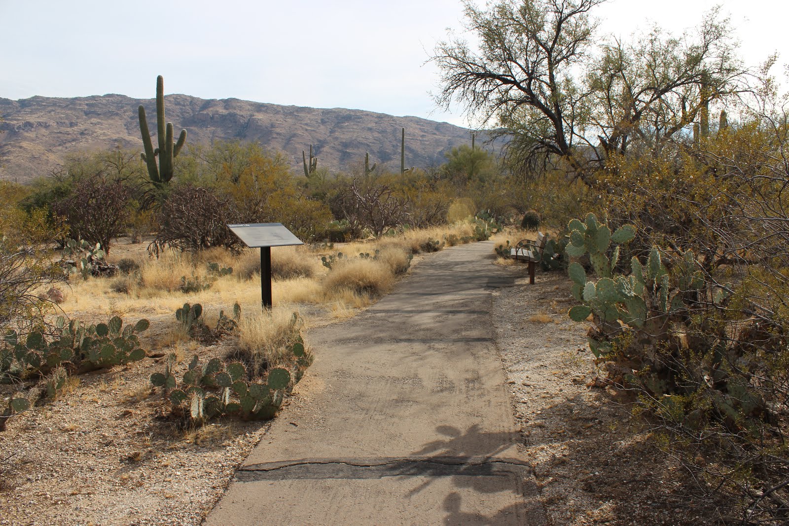 Desert Packrat Just Beyond The Hump