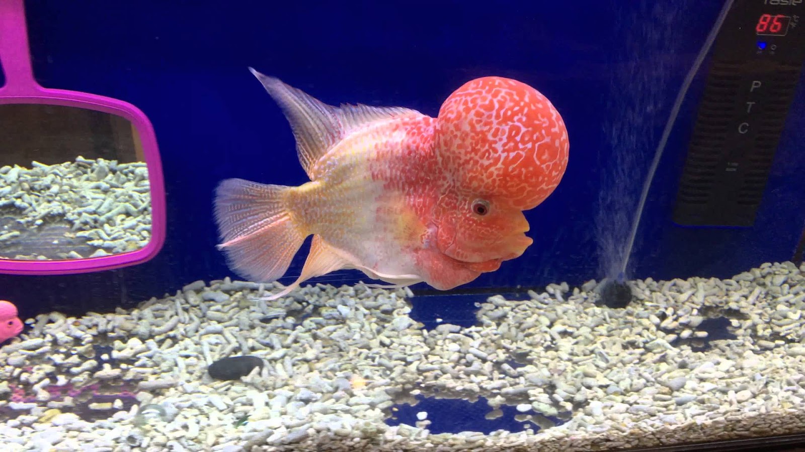 Flowerhorn fish care with some easy steps Aquarium's Care