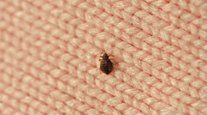 Bed Bug Control