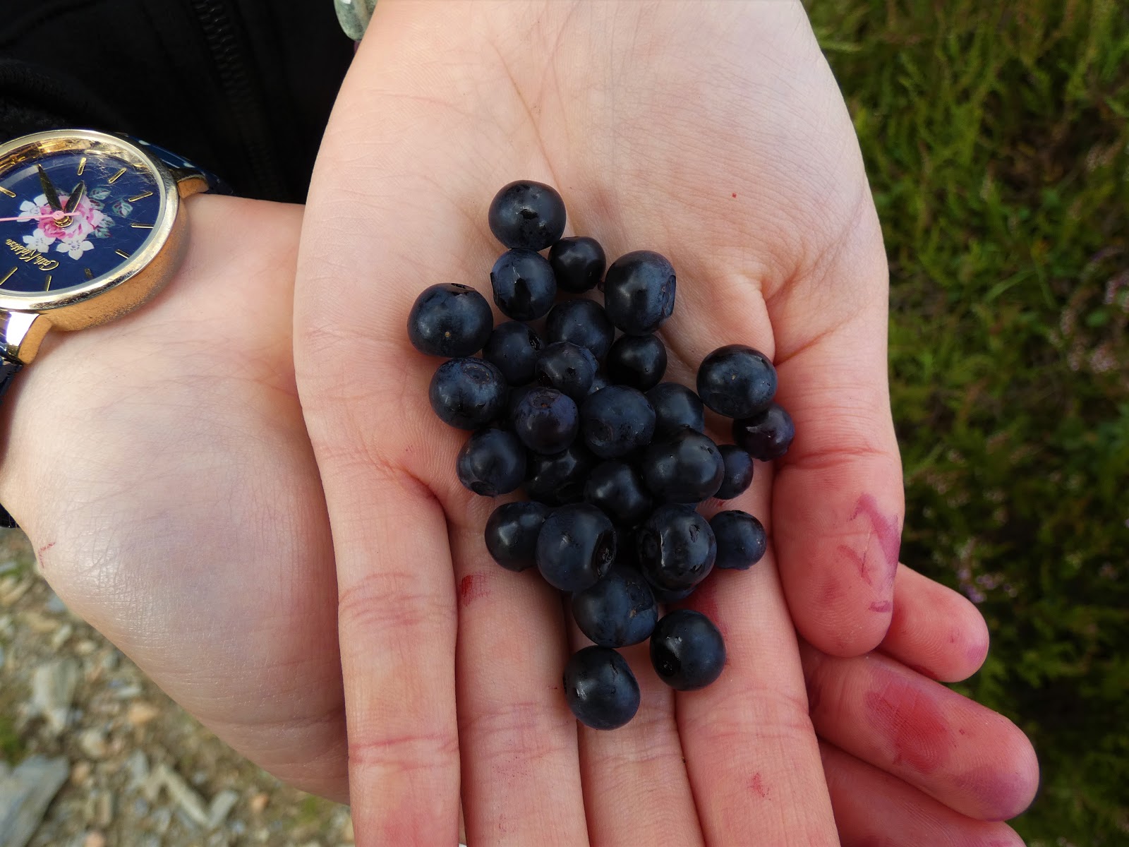 HERBAL PICNIC BILBERRY