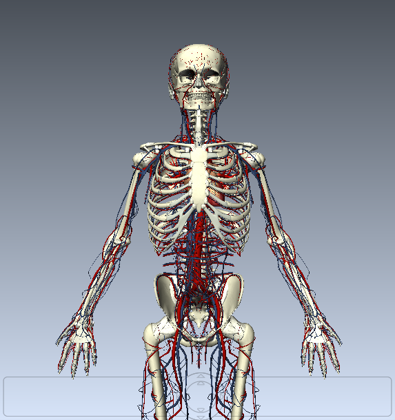 The Penguins' Slide: Interact with the Human Body!