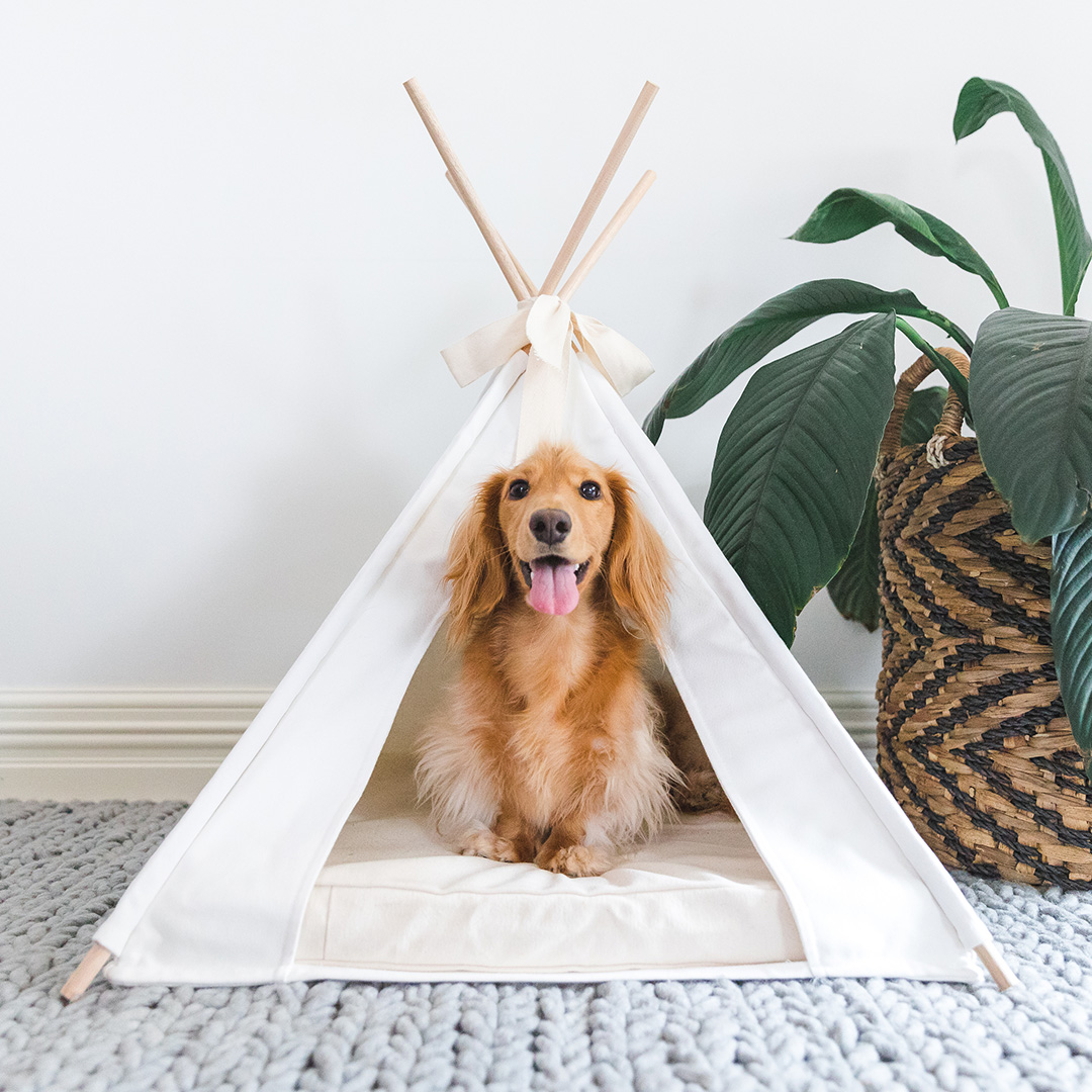 15 EcoFriendly Pet Products for Dog Owners Australian Dog Lover