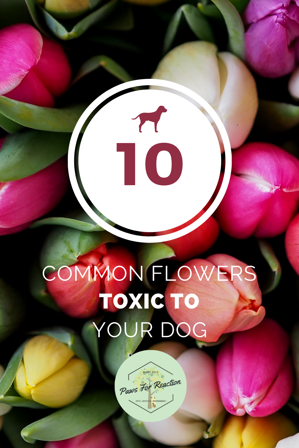 Spring safety 10 common flowers toxic to dogs Paws for Reaction