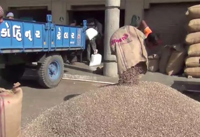 agri commodity market today castor stock declining agriculture in Gujarat castor price will rise sharply after Diwali 2021 agri commodity market today castor stock declining agriculture in Gujarat castor price will rise sharply after Diwali 2021