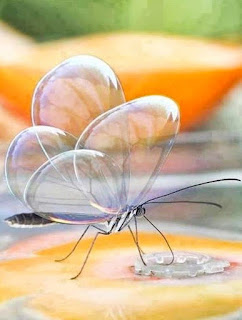 mariposa-de-alas-transparentes