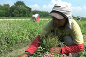 Musim Panen, Harga Bawang Merah Anjlok Drastis