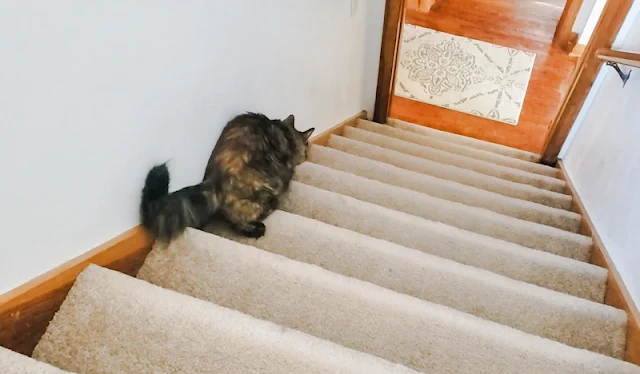 Tortoiseshell cat with ataxia navigates the stairs