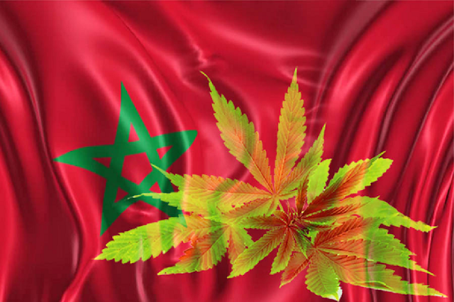 cannabis-maroc-mini.png
