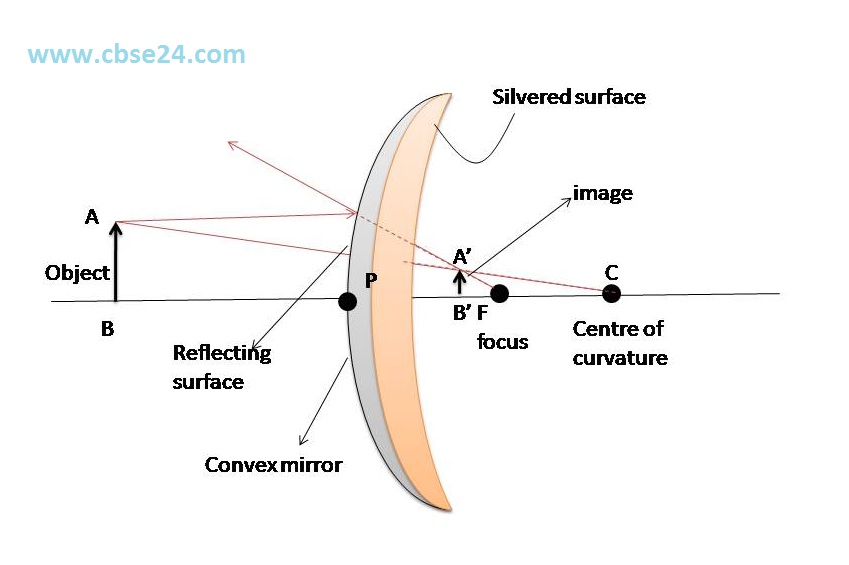 Formation of image by a convex mirror class 10 cbse24